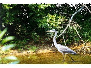 pictures/heron1a.gif